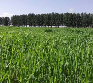 کشت و صنعت سرخس (9)