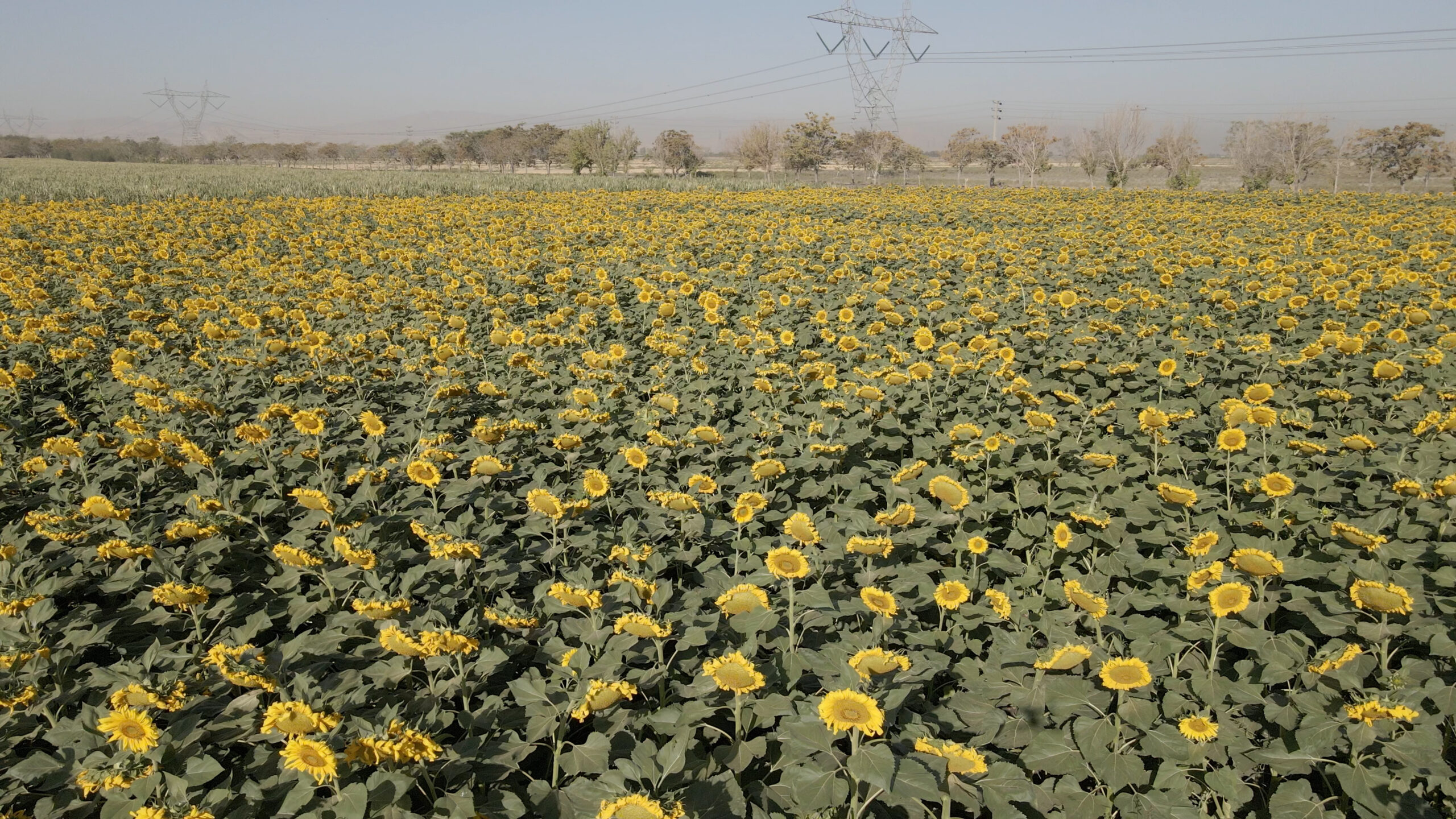 DJI 0011 00 01 34 42 Still001 scaled