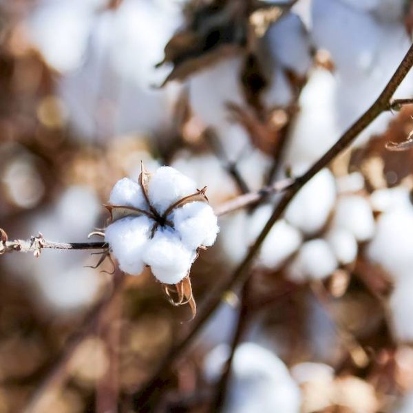 نشست مدیران و فعالان صنعت پنبه کشور (3)_result