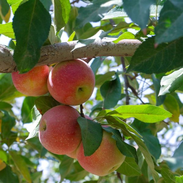 1404-6-20-محسن رحیمی عنبران-عکس رضوی (10)